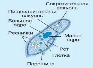 клетка